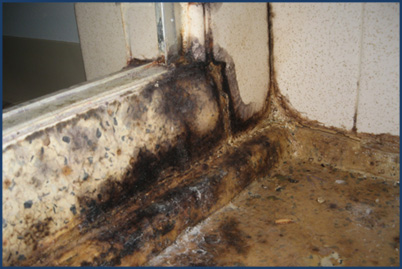 black mold removal wisconsin