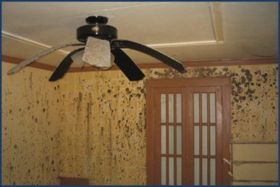 mold removal from water damage