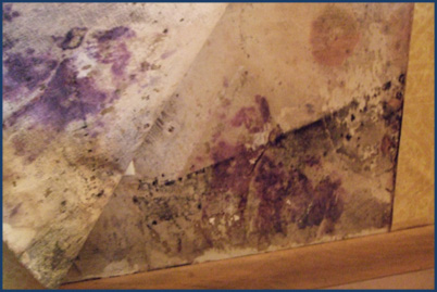 mold removal from wall paper